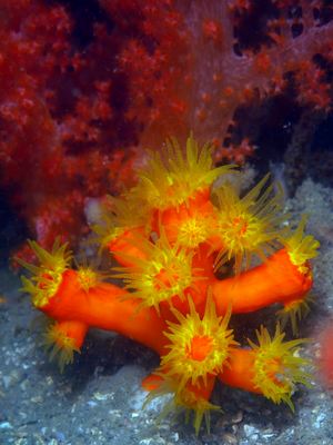 Cup coral